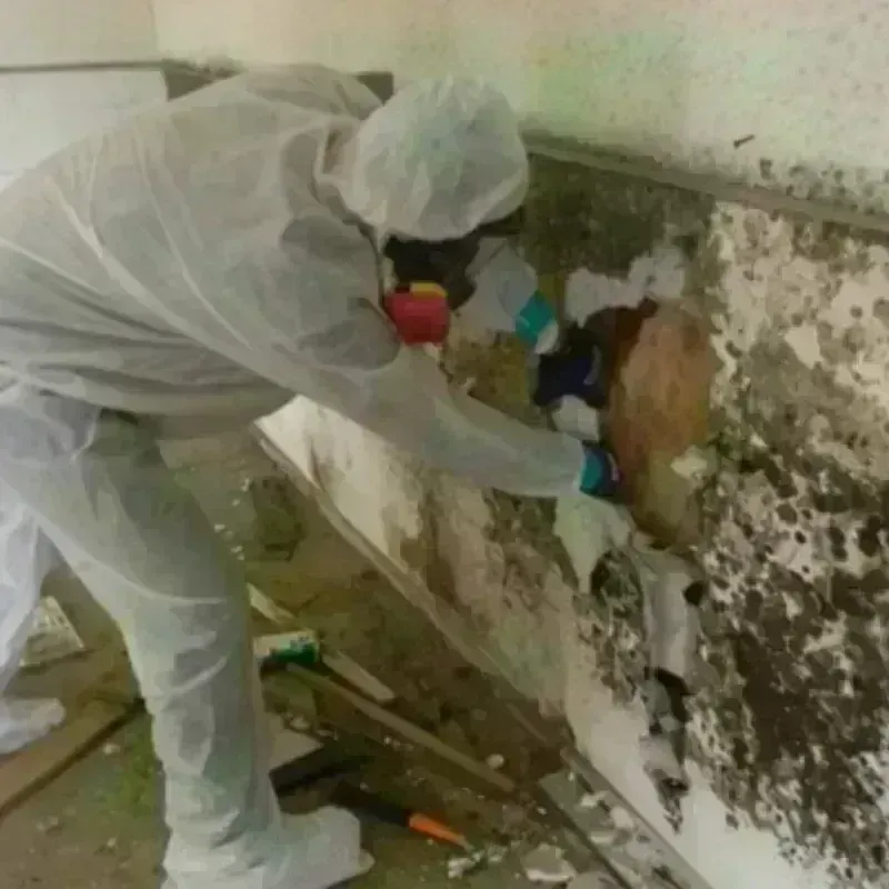 Mold Remediation and Removal in Custer County, OK